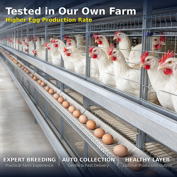 Layer Chicken Cage